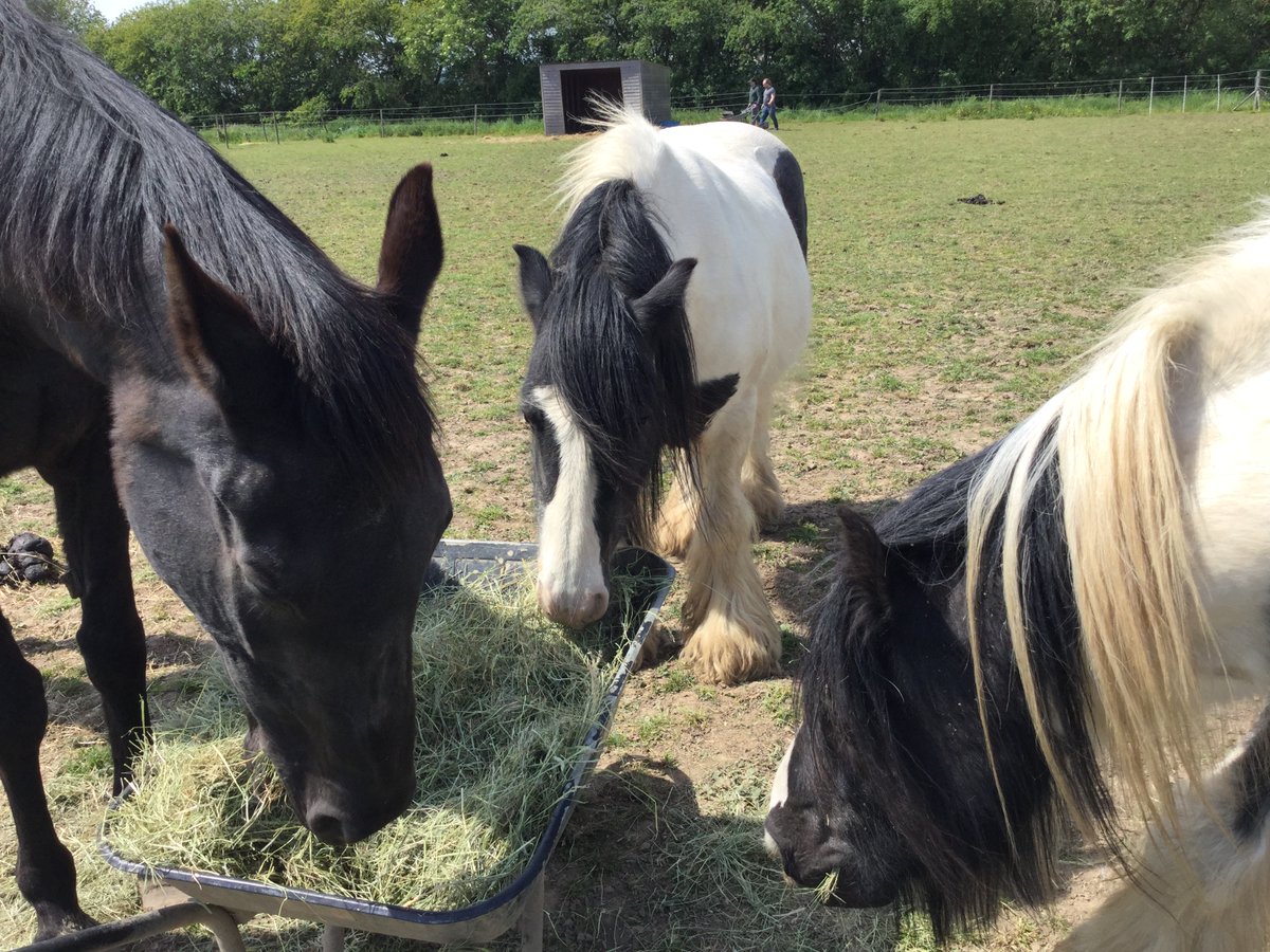 Eggsy Pony & Friends tweet media