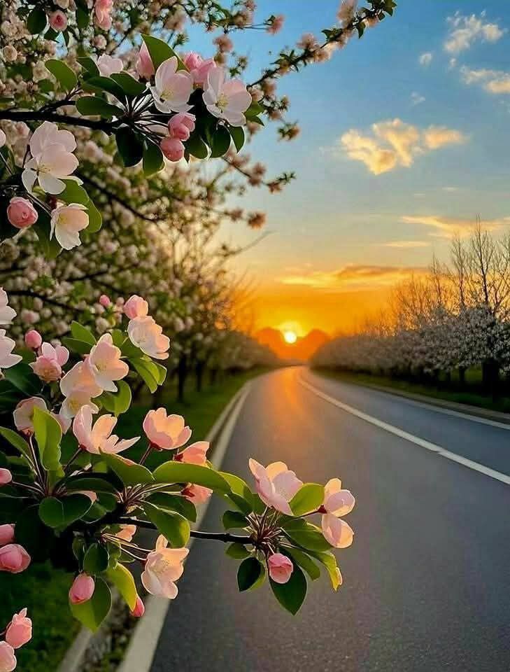 Good evening 💫💙🌸dear friends.💖