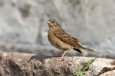 Ortolan tweet media