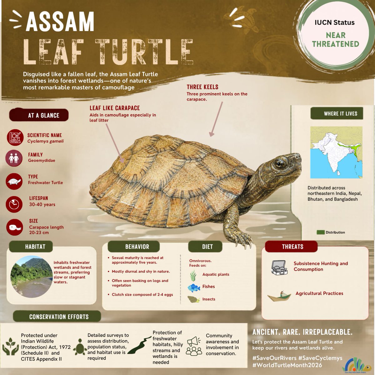 TSAINDIAPROG's tweet photo. Day 9 | Assam Leaf Turtle

Disguised like a fallen leaf, the Assam Leaf Turtle (Cyclemys gemeli) is one of nature’s quiet masters of camouflage.

Found in the forest wetlands and slow-moving streams of Northeast India, this shy turtle blends seamlessly into its surroundings— https://t.co/vSAUxbe8a1