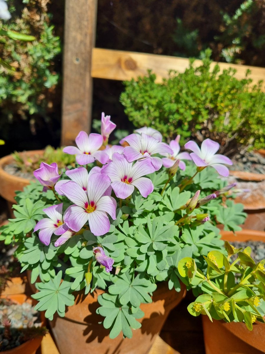 Daphne_Meadows_'s tweet photo. Oxalis adenophylla a few days ago (it's 10°C and drizzle today, so it's looking a bit less cheerful currently)
#Gardening #Alpines https://t.co/a0V3UBHwov
