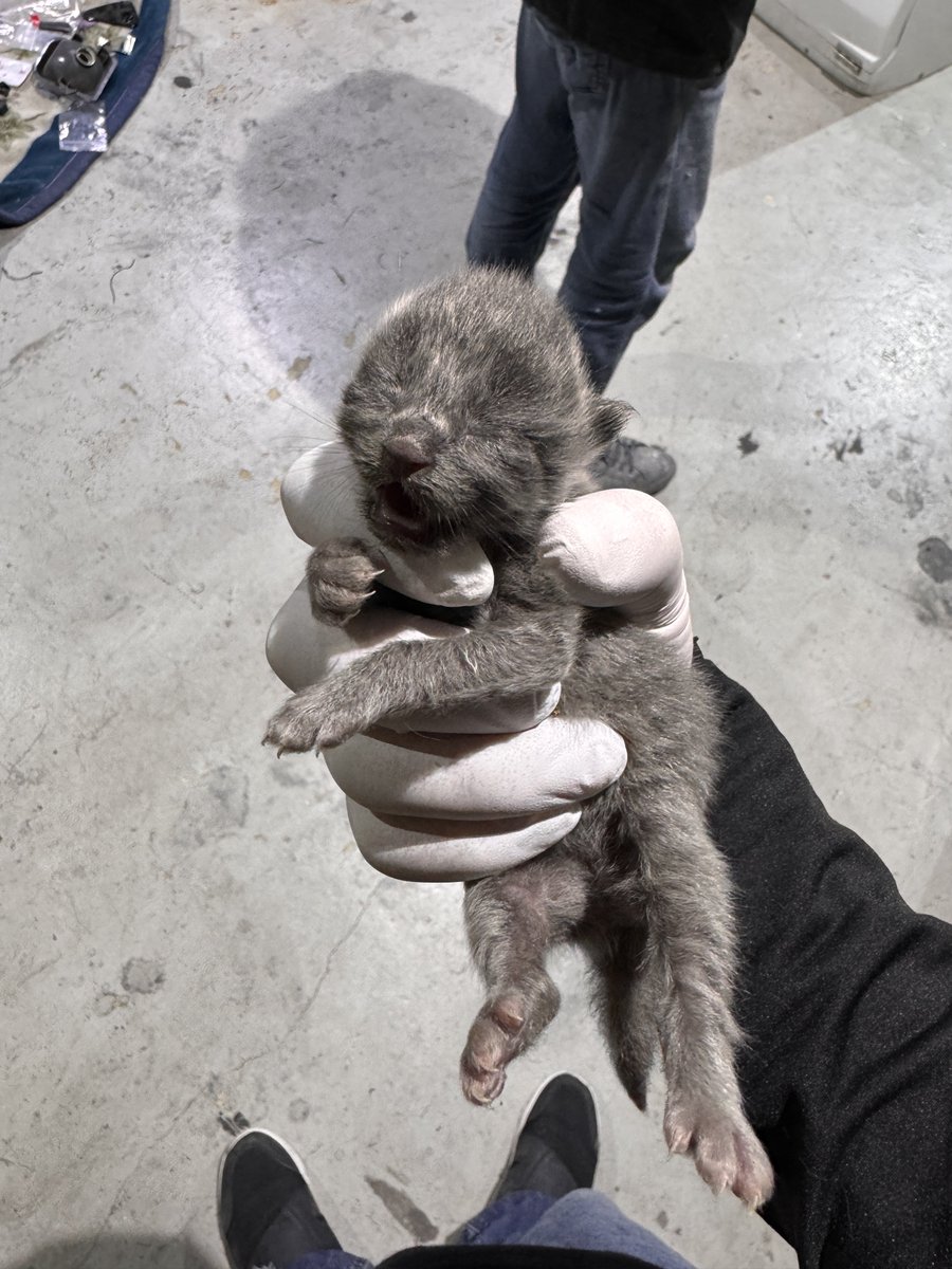 オフロードスター壱號🐸 tweet media