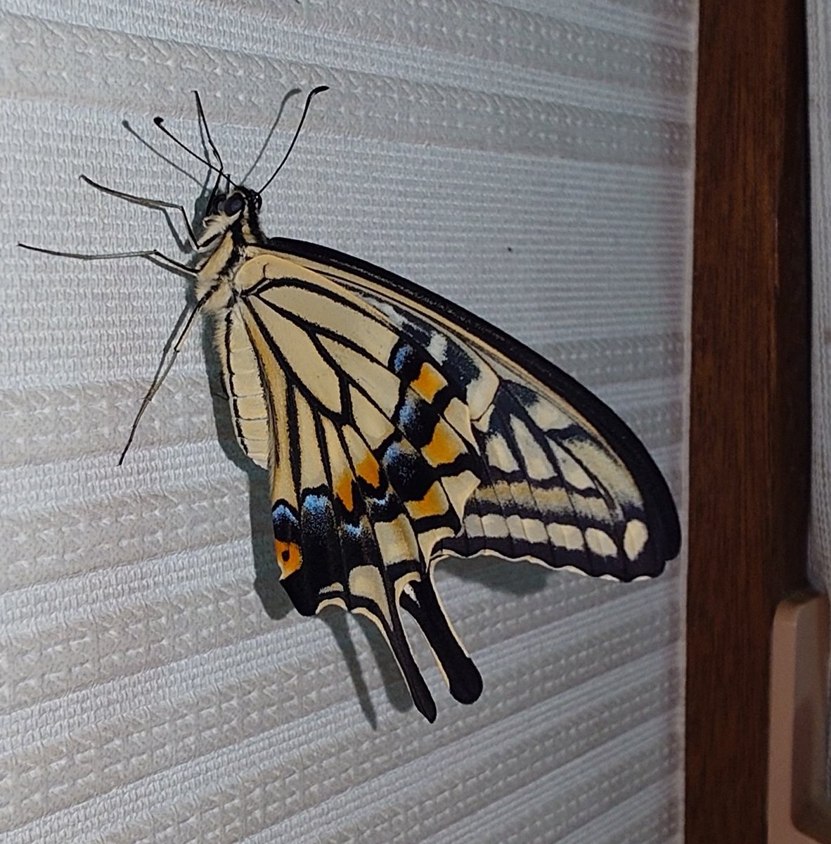 Sima6464's tweet photo. ナミアゲハが6匹羽化しました。🦋(57~62匹目)
今回投稿した子たちは今年飼育した子たちになります。
1~2枚目が越冬した子の子孫で、残りは今年に家の庭で見つけた幼虫を育てた子になります。
今回の子たちは幼虫の際に大きかったこともあり、成虫もかなり大きさになりました。
#アゲハチョウ
#蝶 https://t.co/zpLWRRUGdg
