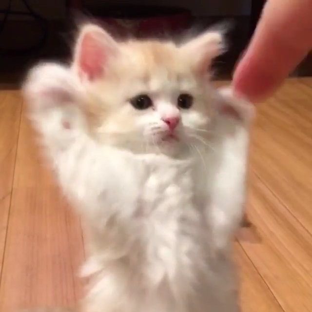 ชูชู ૮꒰ ᵕ ༝ ᵕ ꒱ა 𐙚 tweet media
