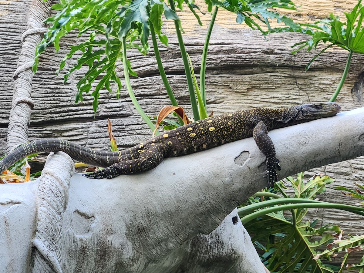 Central Florida Zoo tweet media