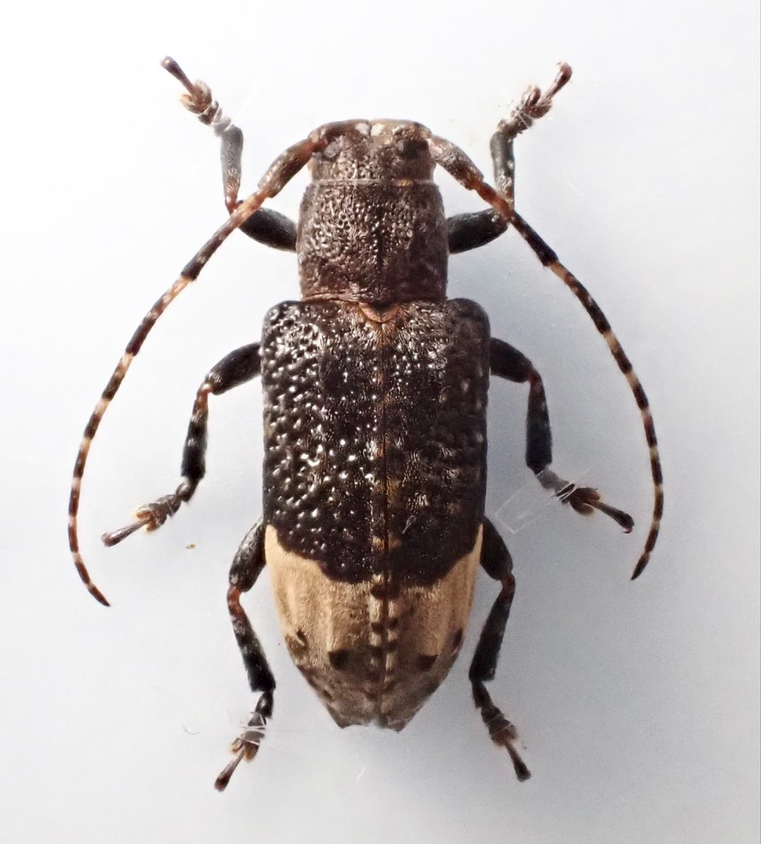 Tofuinsect tweet picture