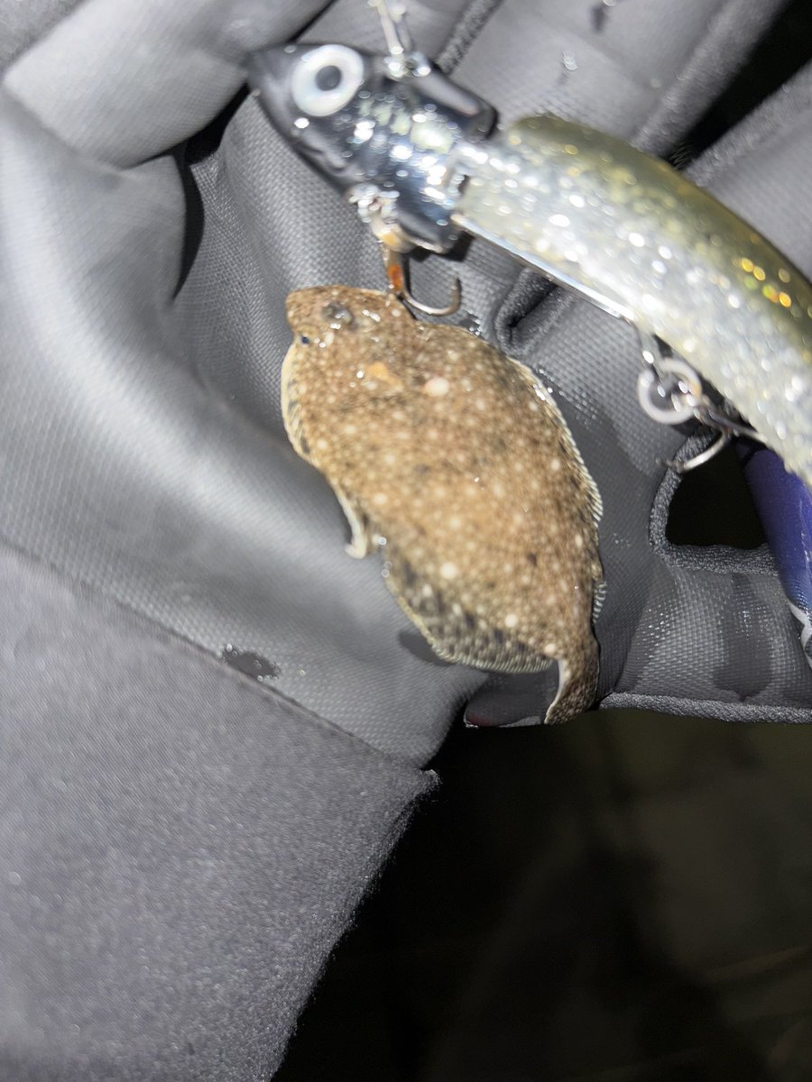 tsuricamp's tweet photo. ここは小魚の安全地帯なのか？やたら掛かる。3投に一回のペースで。
けど大きいのは居ない。外敵になるものがなくて小魚にとって居心地が良いのか？
可能性は感じるけどまだ時期じゃ無いのかも。 https://t.co/X2Ialrnimk