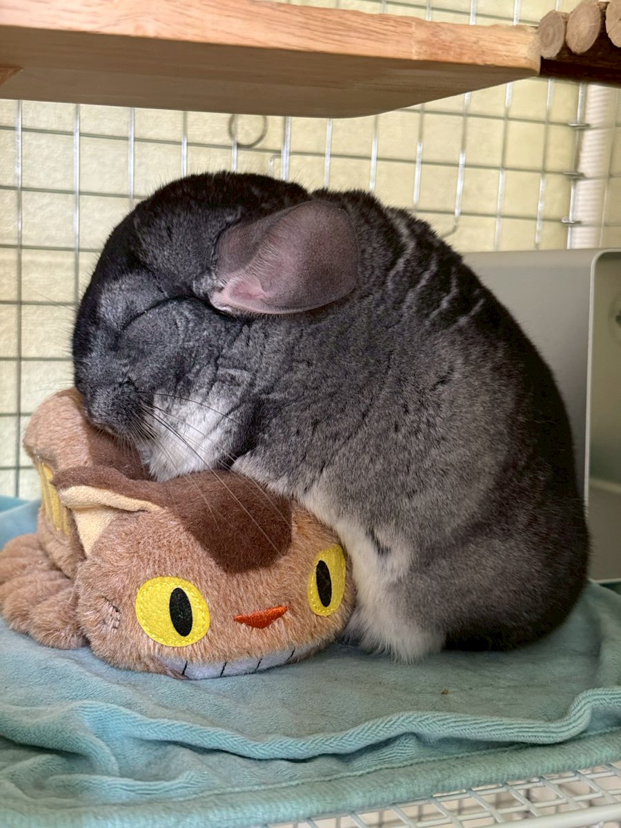 うちのチンチラは寝ると小象になります。