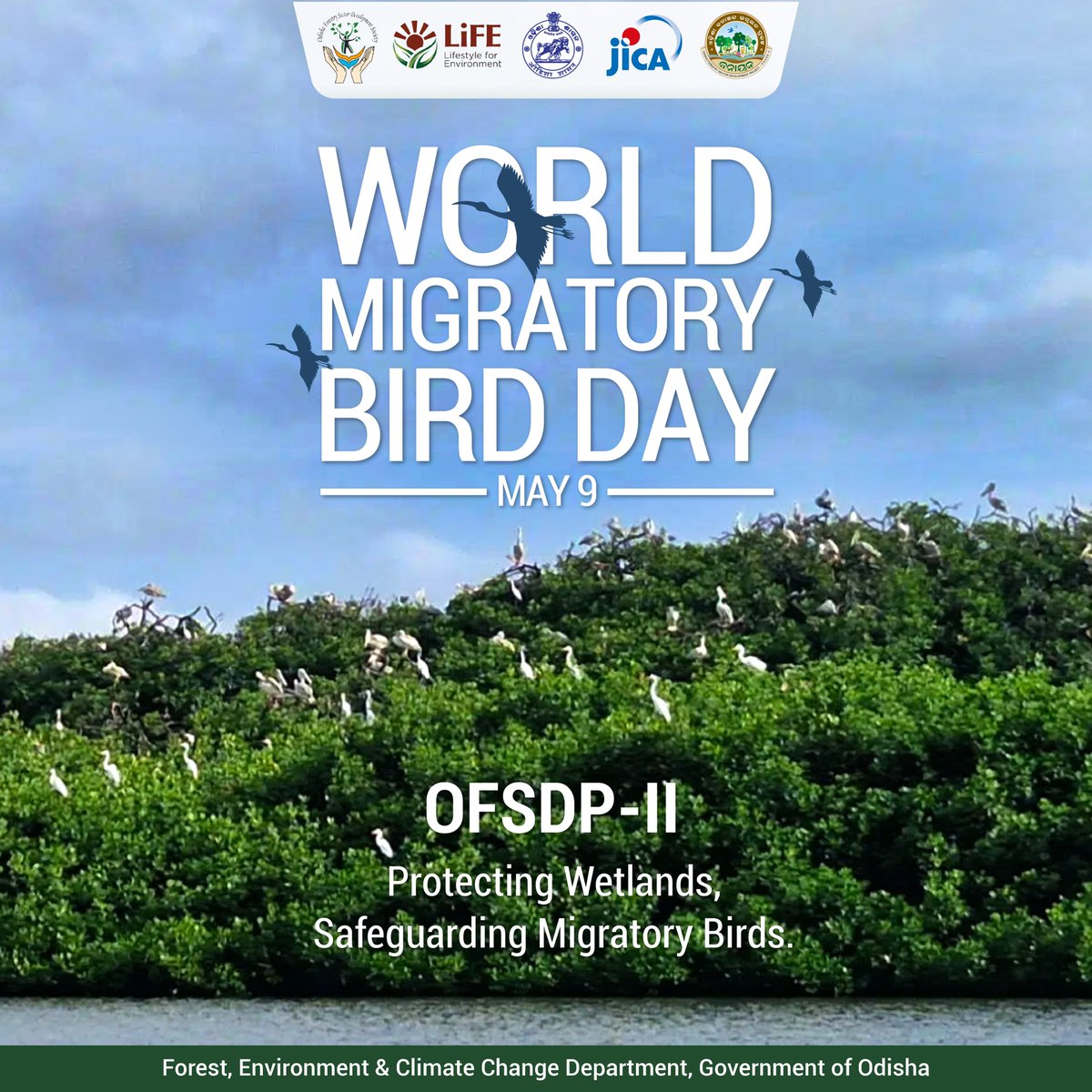 OFSDS_Projects's tweet photo. Through sustainable ecosystem management and community-driven conservation efforts, OFSDP-II is strengthening safe habitats and resilient ecological corridors for migratory birds that journey thousands of kilometres across continents to #Odisha’s famed wetlands. https://t.co/f5q3kjbfrm