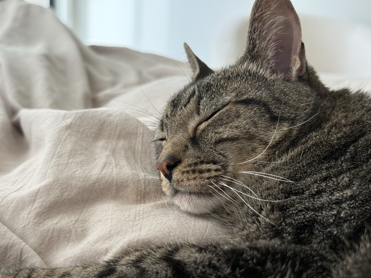 Post by Dr. Cat on X: お昼寝