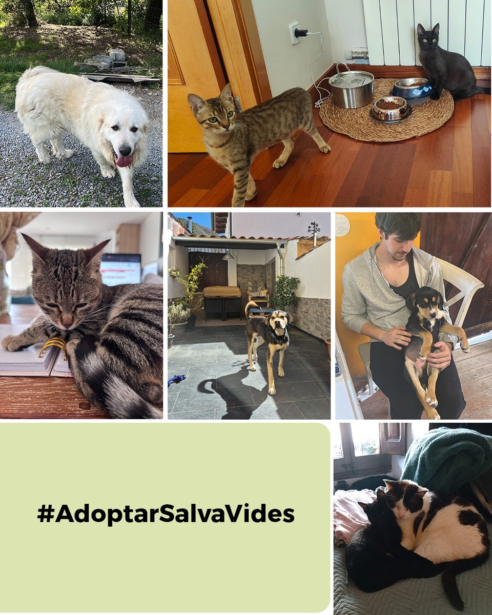 OsonaProtectora's tweet photo. Aquest abril hem celebrat un total de 30 #FinalsFeliços 🎊

20 😺

10 🐶

Gràcies famílies per la confiança en la Protectora d’Animals d’Osona 💚

I, sempre, #AdoptaNoCompris 🐶😻 https://t.co/XRjW0d6HvY