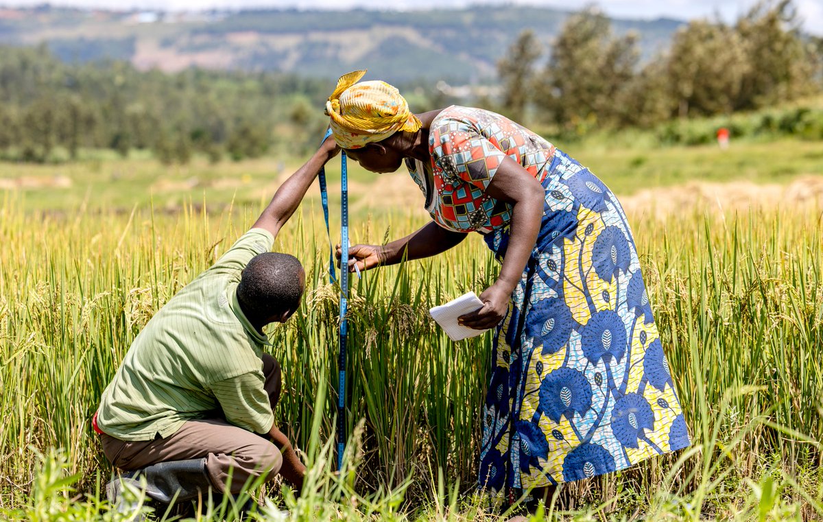 FAO in Rwanda tweet media