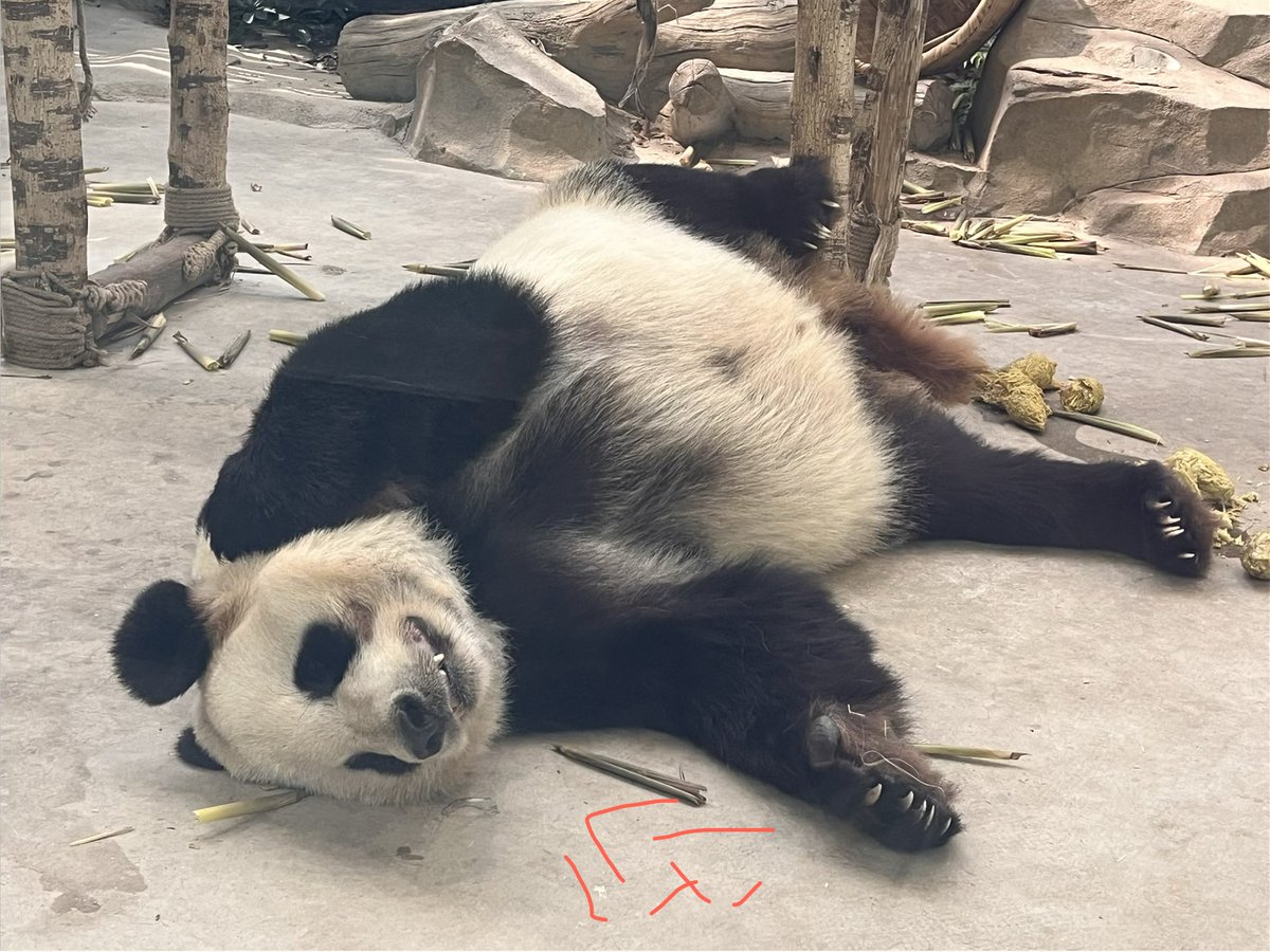 パンダLOVE flypanda (@fly_panda6) / Posts / X