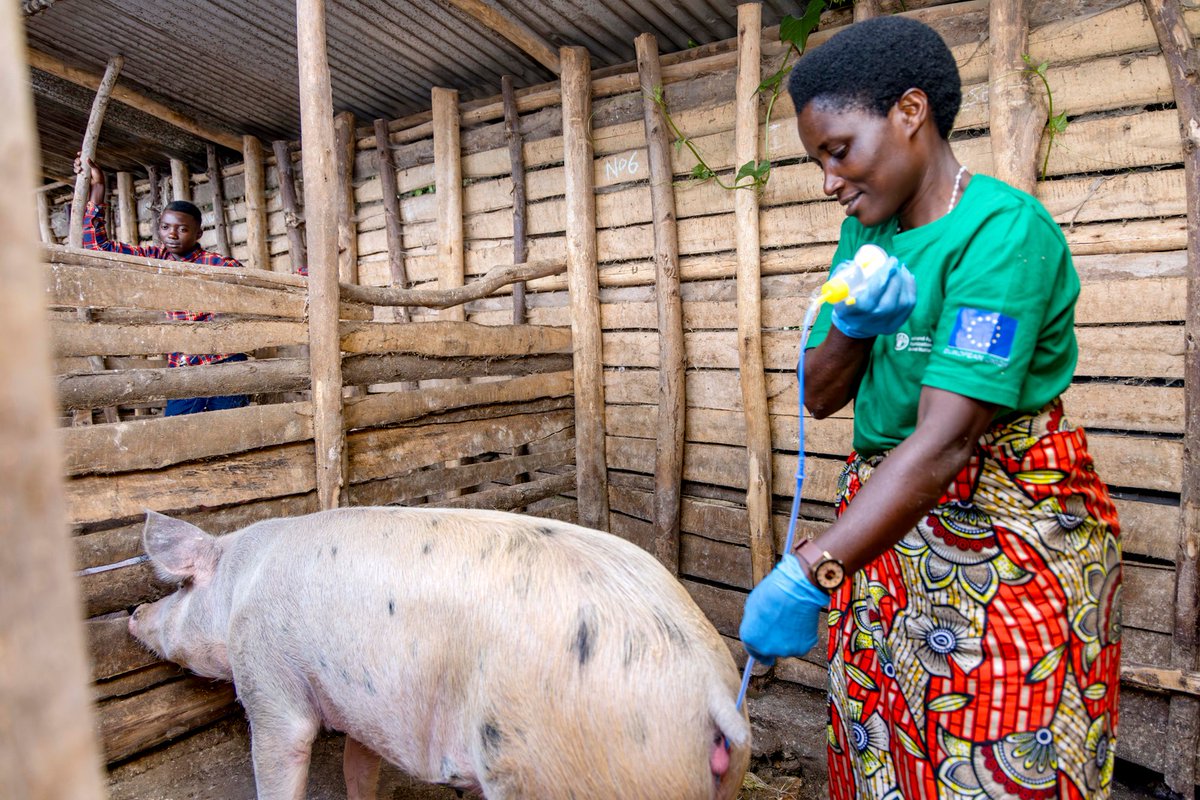 FAO in Rwanda tweet media