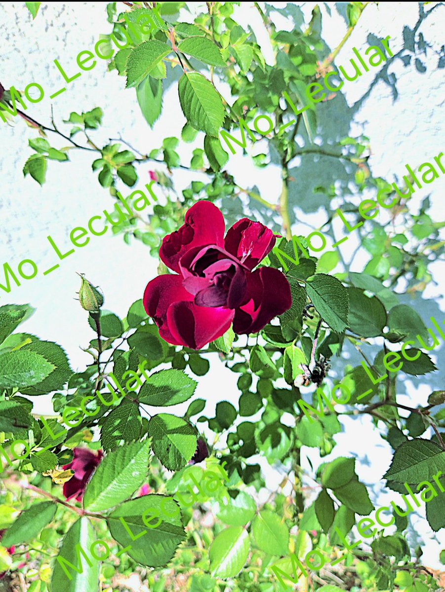 Mo_Lecular tweet media