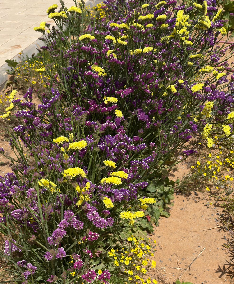 jnnan_sa's tweet photo. زهور العويذران - ستاتيس - ليمونيوم
Limonium sinuatum
نبات شتوي كثيف الأفرع والزهور، سريع النمو يتجاوز طوله 70 سم، يتميز بأزهاره الورقية القابلة للقطف والتجفيف، ويعتبر من أشهر الزهور المجففة بالعالم، وهو مختلف عن العويذران البري. https://t.co/pGFY3PsZQh