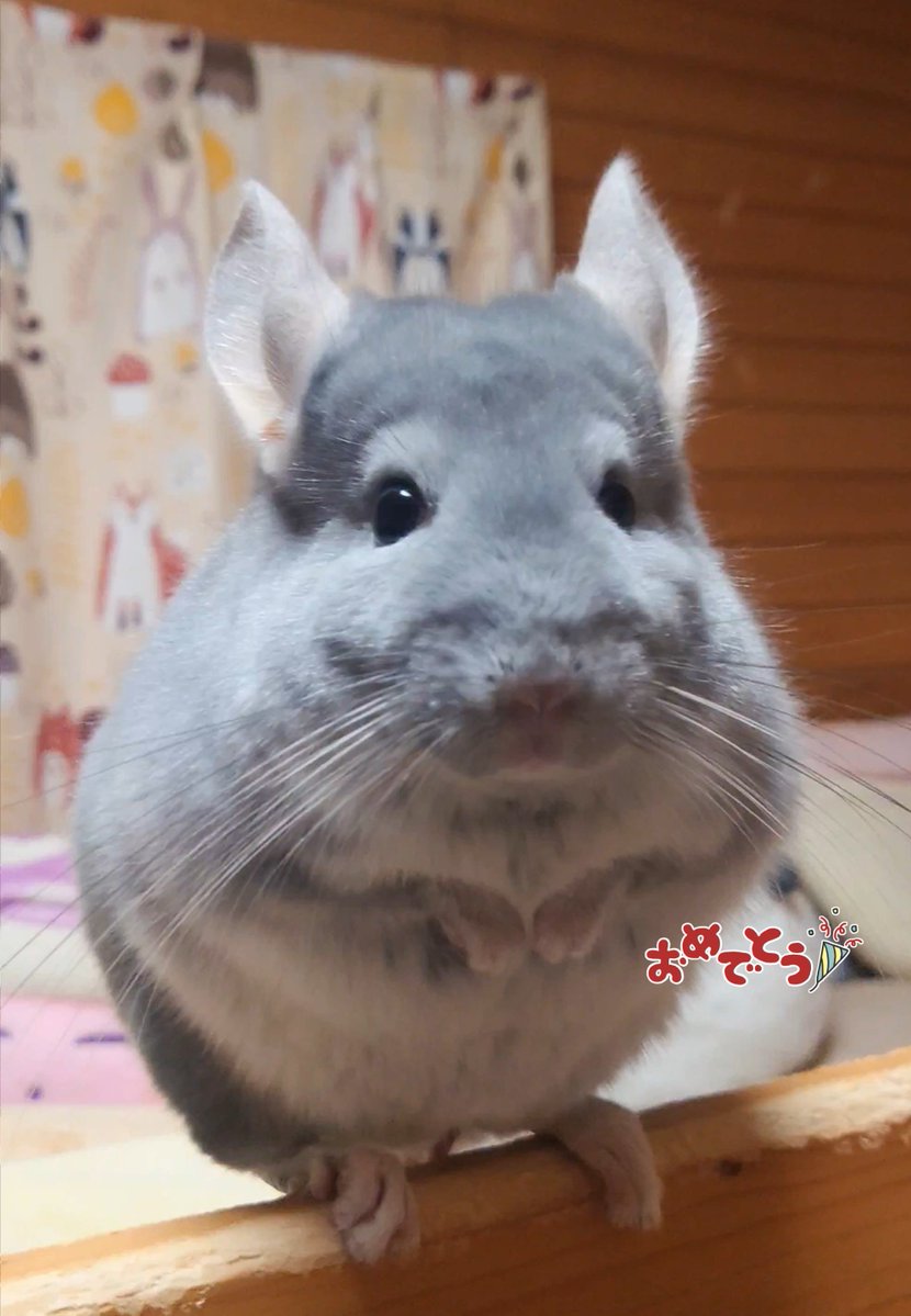 ようこ tweet media
