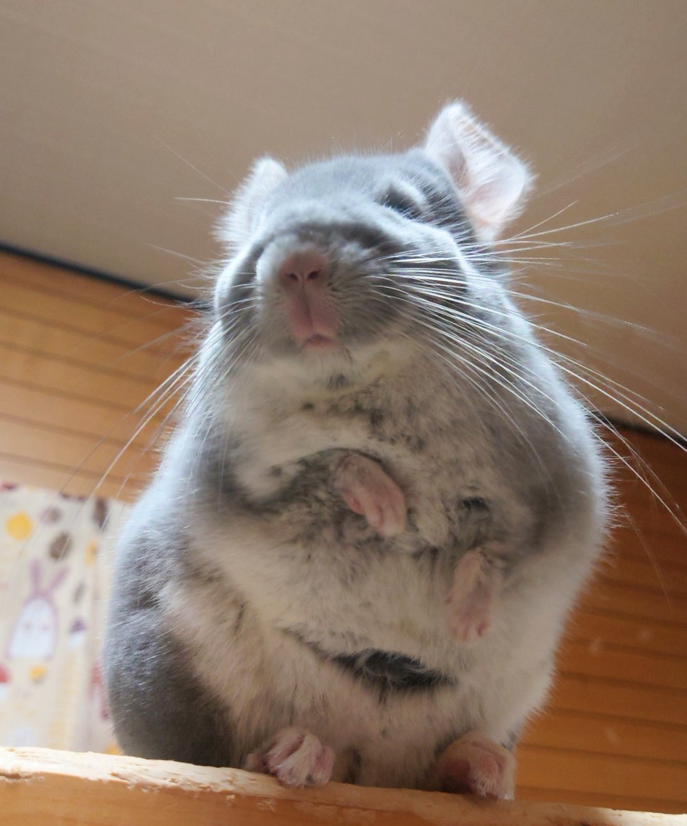 ようこ tweet media