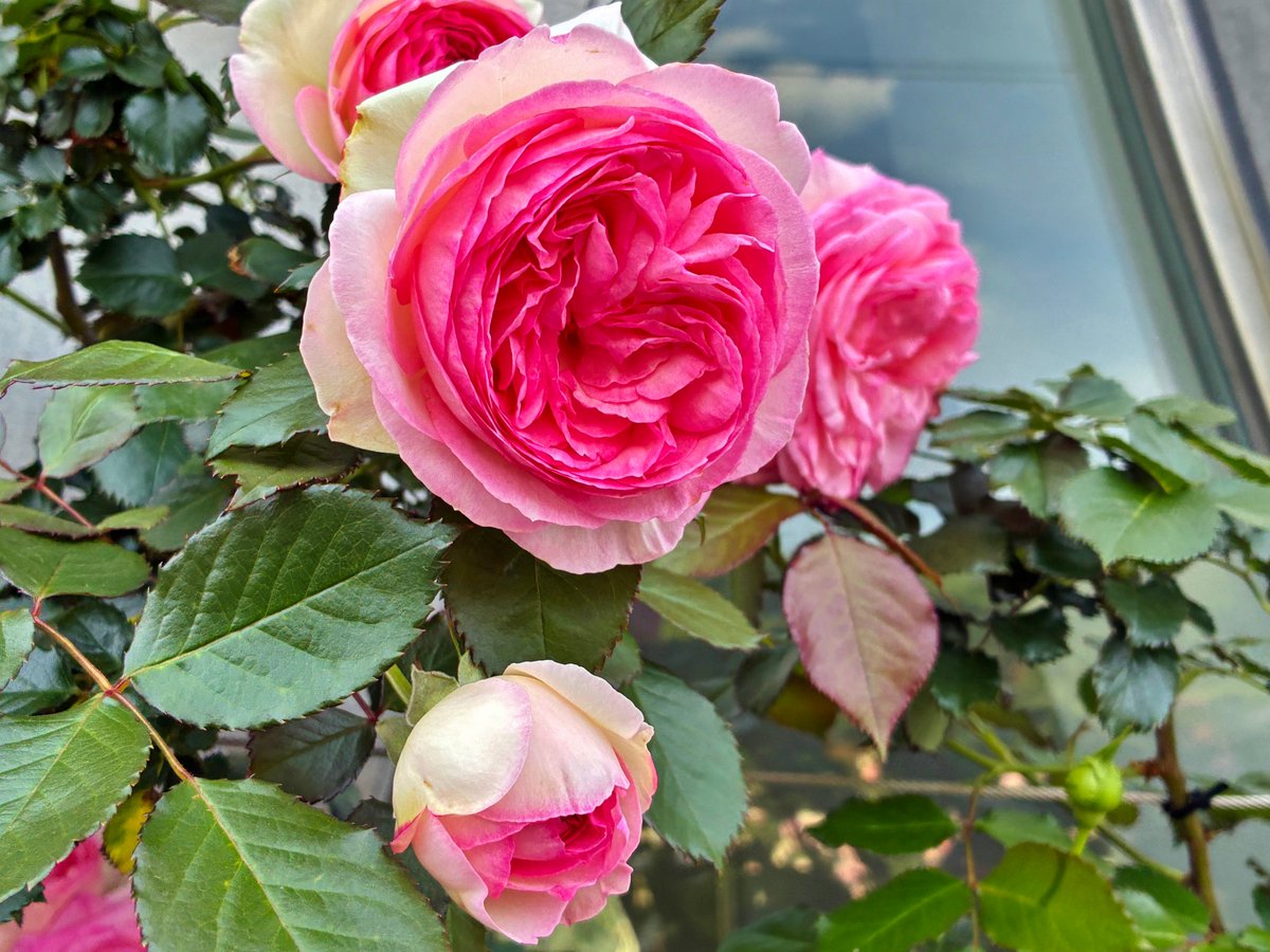 BBM 96 横浜 ローズ 🌹元町・中華街駅の屋上✨ アメリカ山公園のバラが見頃でした🌼 横浜