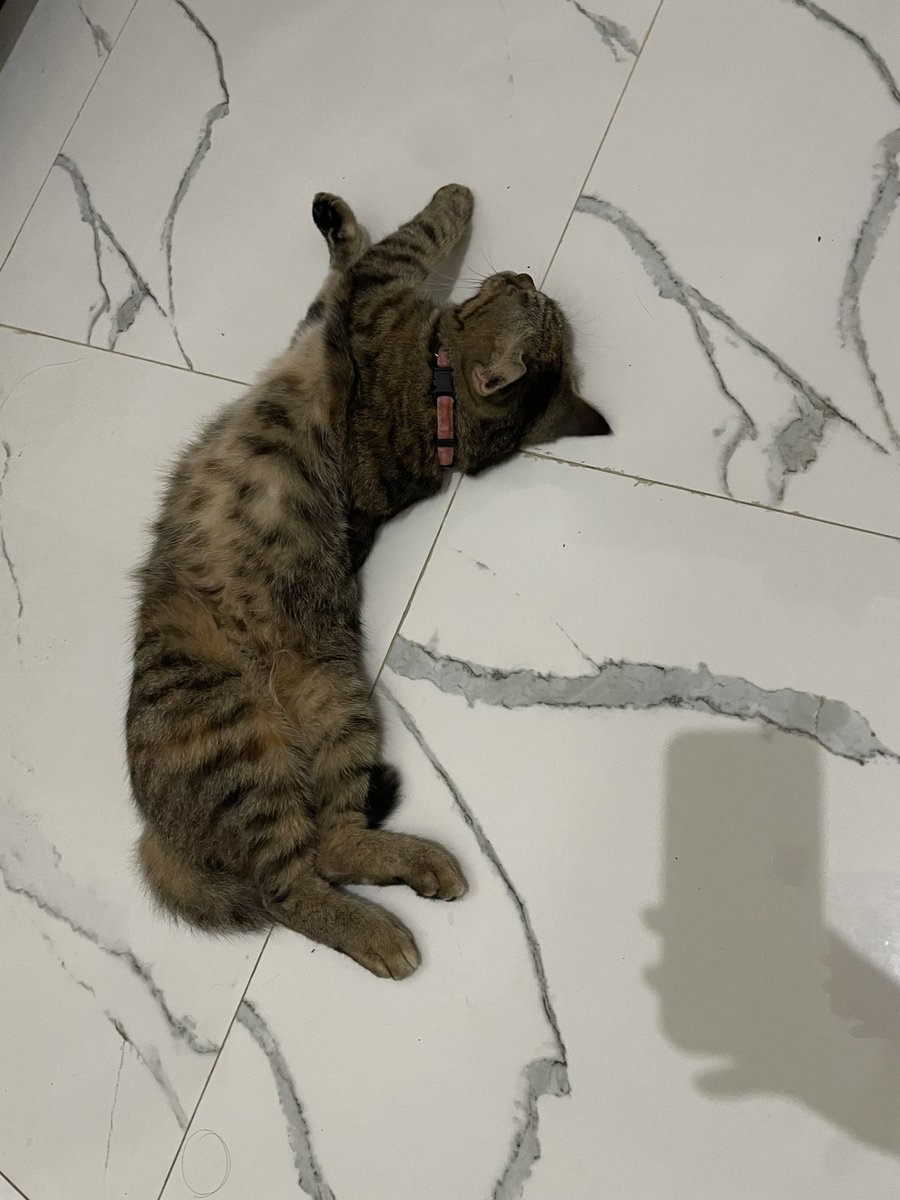 mami acis 🦷😾 tweet media