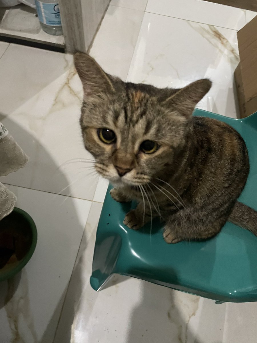 mami acis 🦷😾 tweet media
