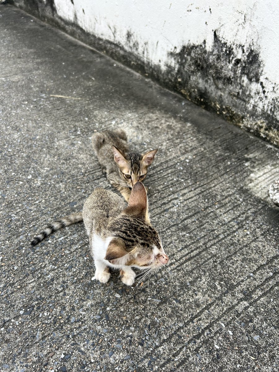 จูดี้บุ๊ค꒰ᐢ. .ᐢ꒱⁷ tweet media