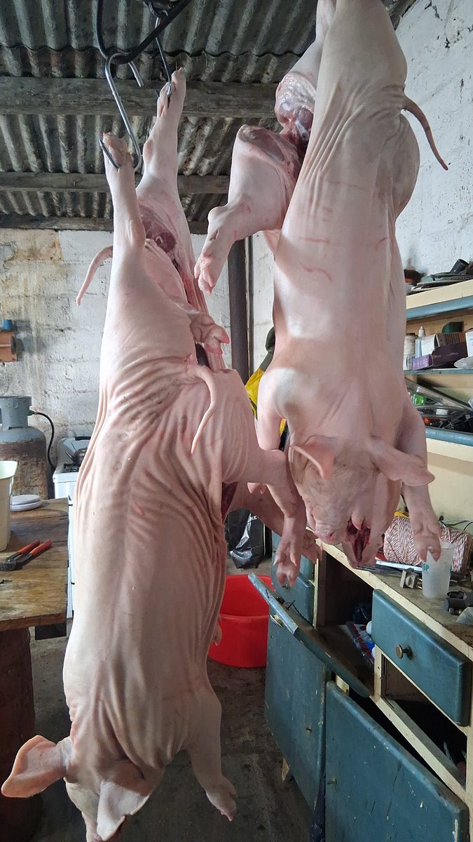 agrolapampa tweet media