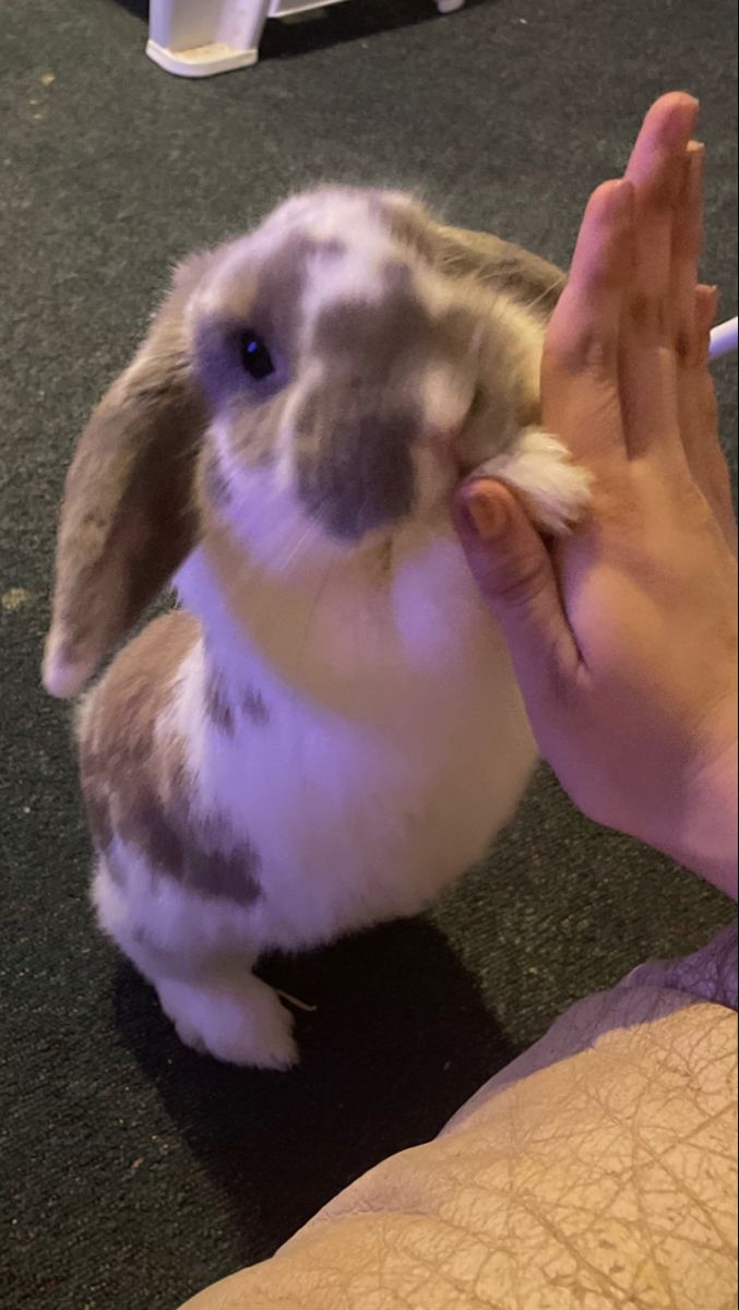 thepopularanimals tweet media