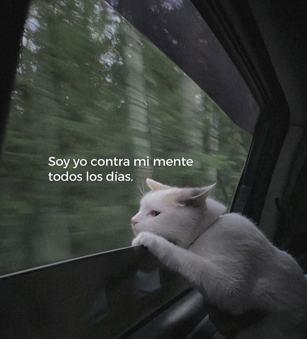 Anónimo tweet media