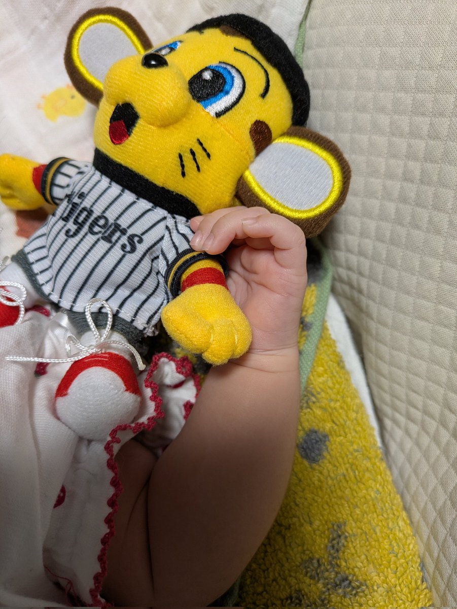 __King_Carp__'s tweet photo. オトンが昨日甲子園？に野球見に行ったんやけど、私の誕生日プレゼントという名目でキー太のちっちゃいぬいぐるみと阪神のスタイ買ってきてくれた😌

私が野球好きで阪神好きだったら、この写真何かしらのアイコンにしてたわ https://t.co/P3oOthcxAo