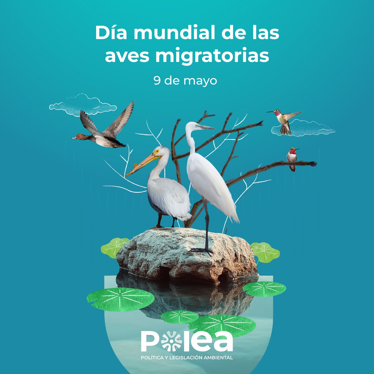 POLEA tweet media