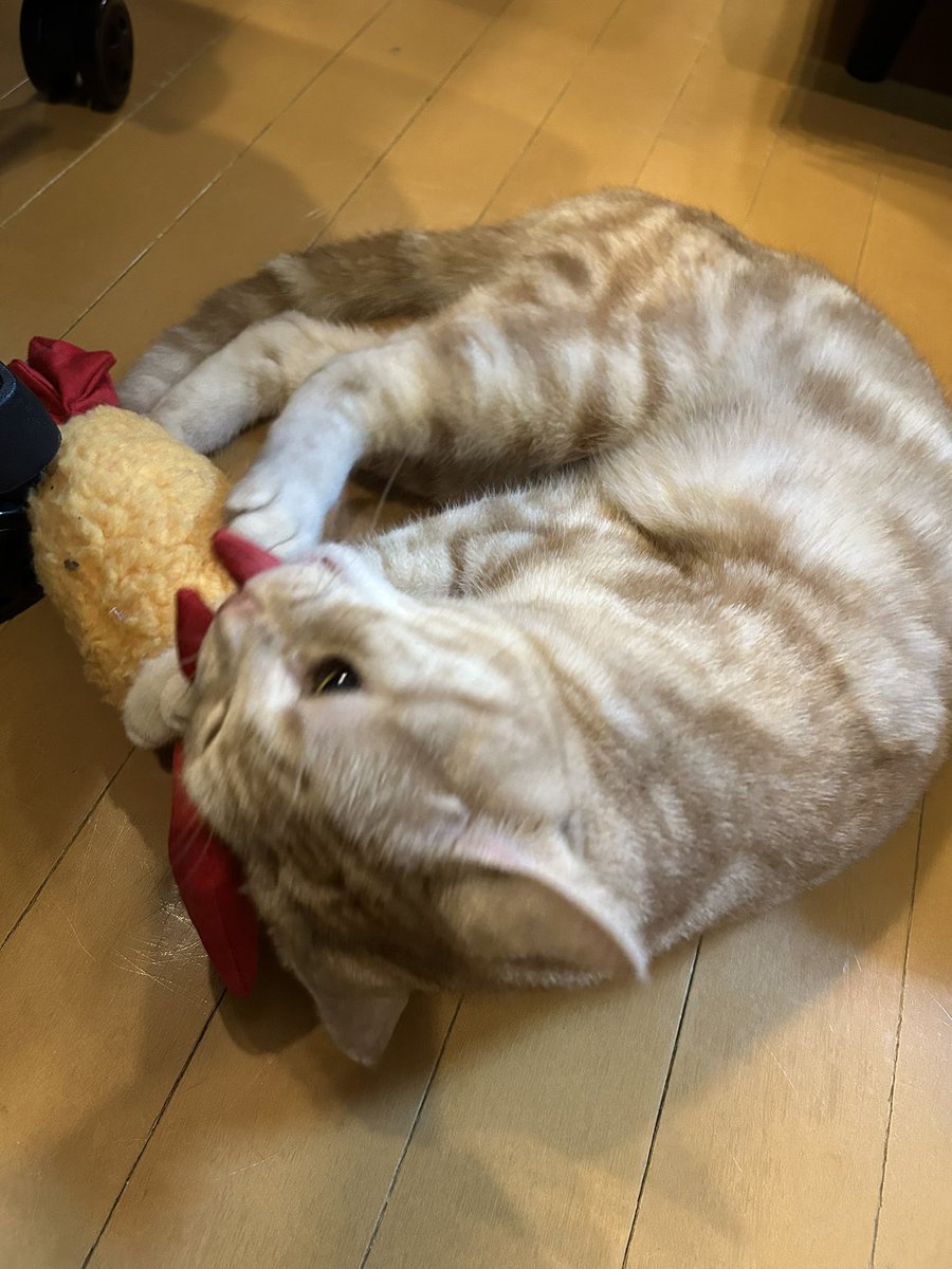 ジョルノ(汐華初流乃) tweet media