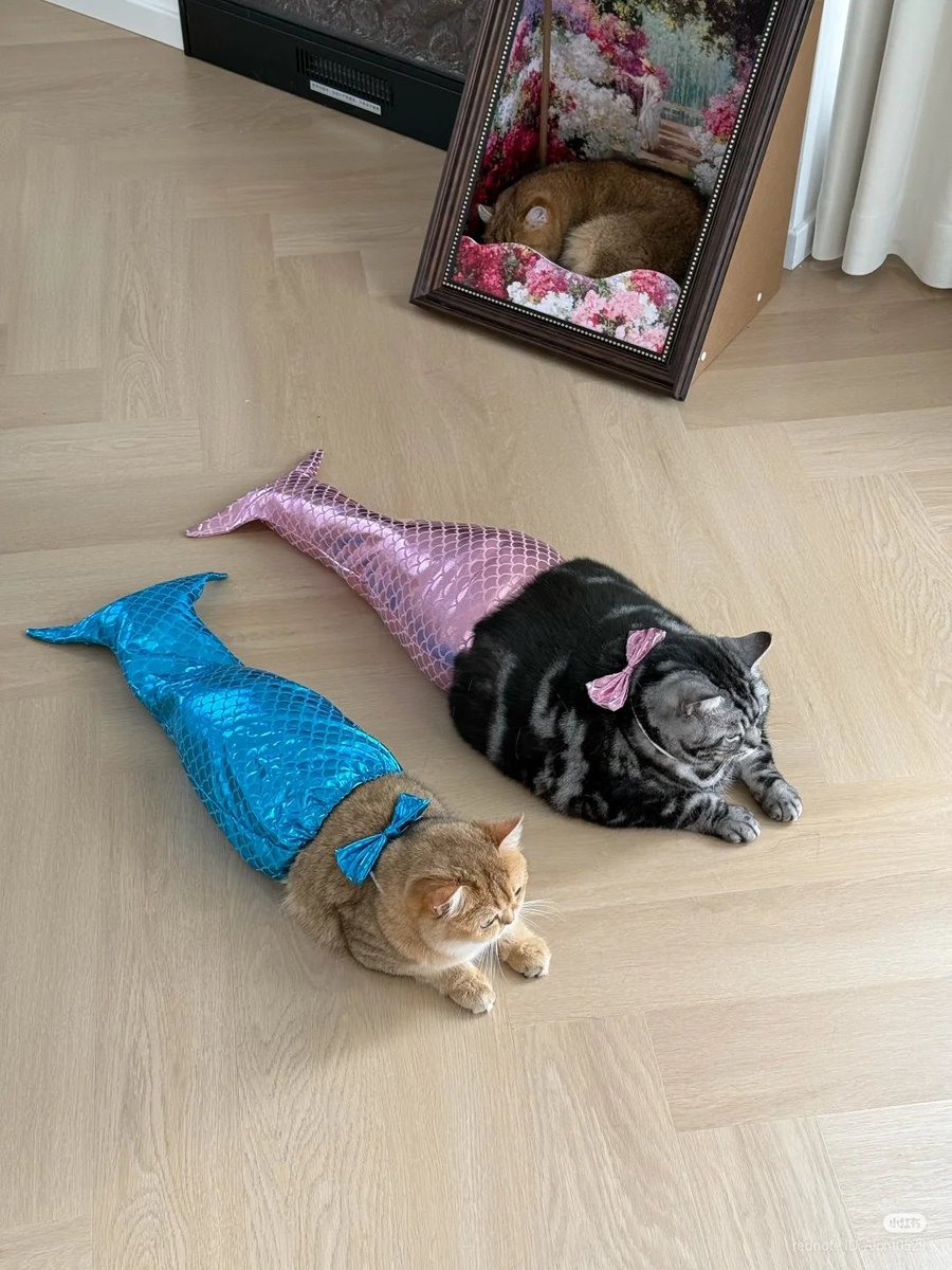 No Context Cats tweet media