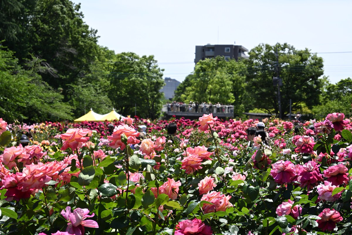 k24k24's tweet photo. 与野公園のバラが見頃。

Roses are in full bloom!  #ShotOnNikon #Z50II https://t.co/qhfcn5Vjxh