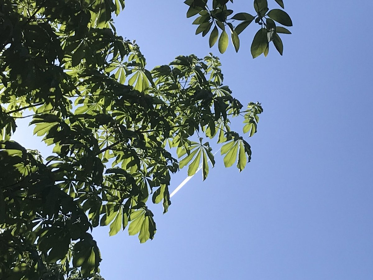 gugoo808's tweet photo. 돗자리 깔고 냅다 눕기 좋은 날씨 ⛅️🌳 https://t.co/ygApIHTlYc
