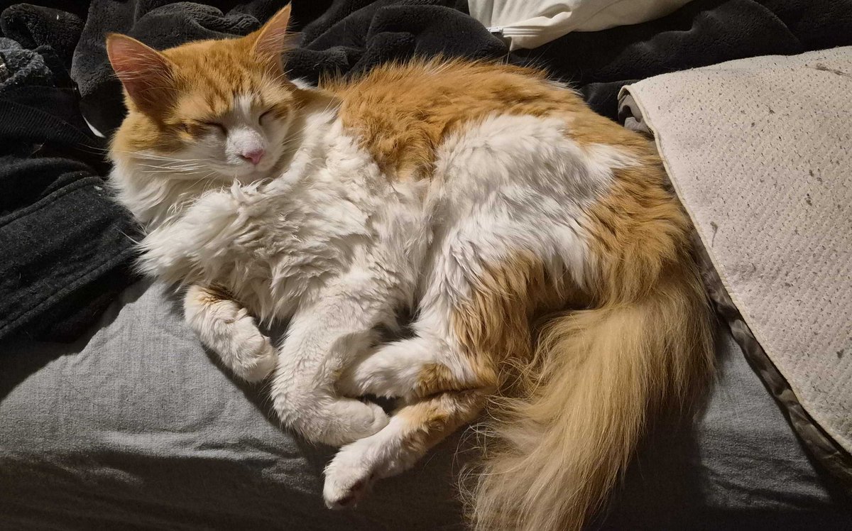 ScientificCryptid🐱❘ inLAB ❘ PHMmaxxing arc tweet media