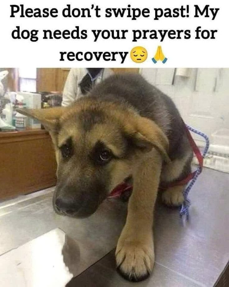 𝕏 Dogs (@_xdogs) on Twitter photo 