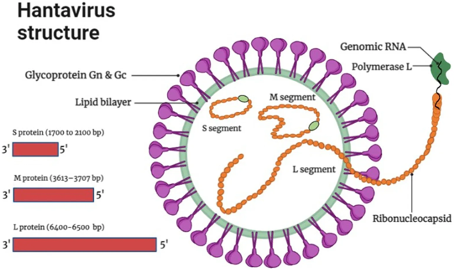KJimale's tweet photo. Waa maxay #Hantavirus?
Waa maxay cudurka ka dilaacay markabka dalxiiska #MV_Hondius ee dunnidu lawalaacsantahay?
Maxaa Soomaaliya kala gudboon cudurdillaacaan?

Ka akhriso Subtack-ga hoose ⬇️
https://t.co/m7QLRtpMtP https://t.co/VPdIKnxab7