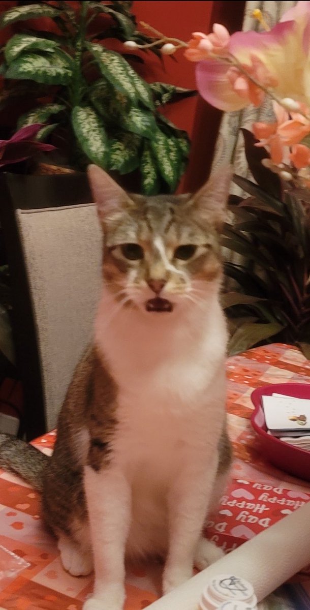 NotKingsora05's tweet photo. Camila’s face when she heard you were coming to earth Rocky! lol @rockytheridian @projecthailmary https://t.co/4LaNR7M1Vq