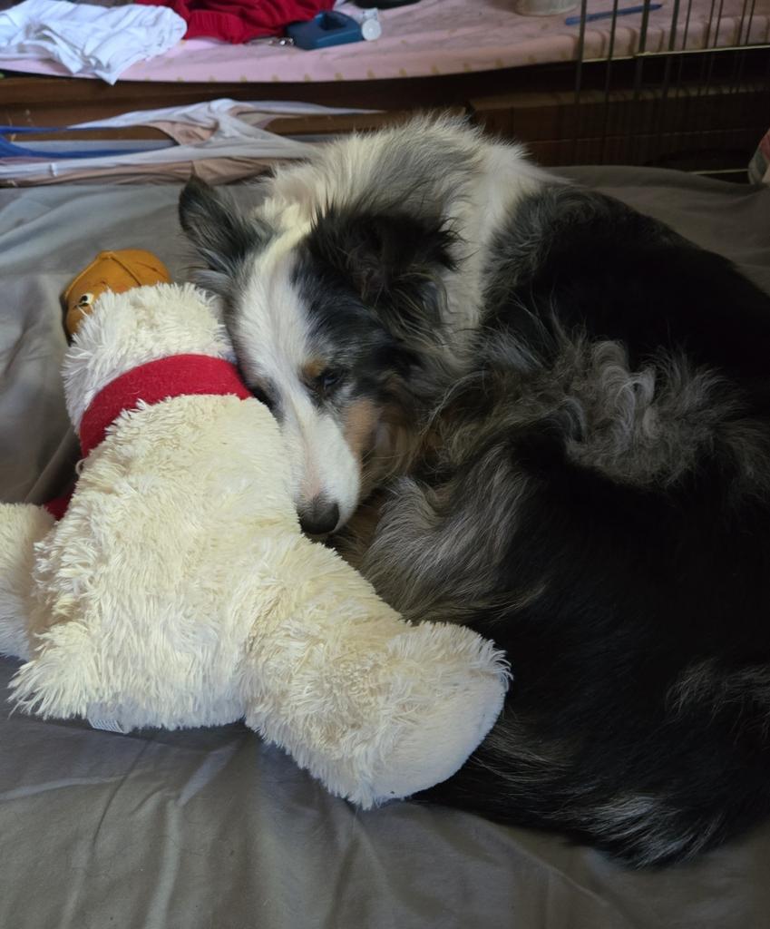 PawsFurLove's tweet photo. https://t.co/p3kgu6yUkp