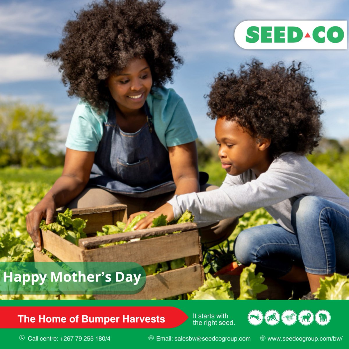 Seed Co Botswana tweet media