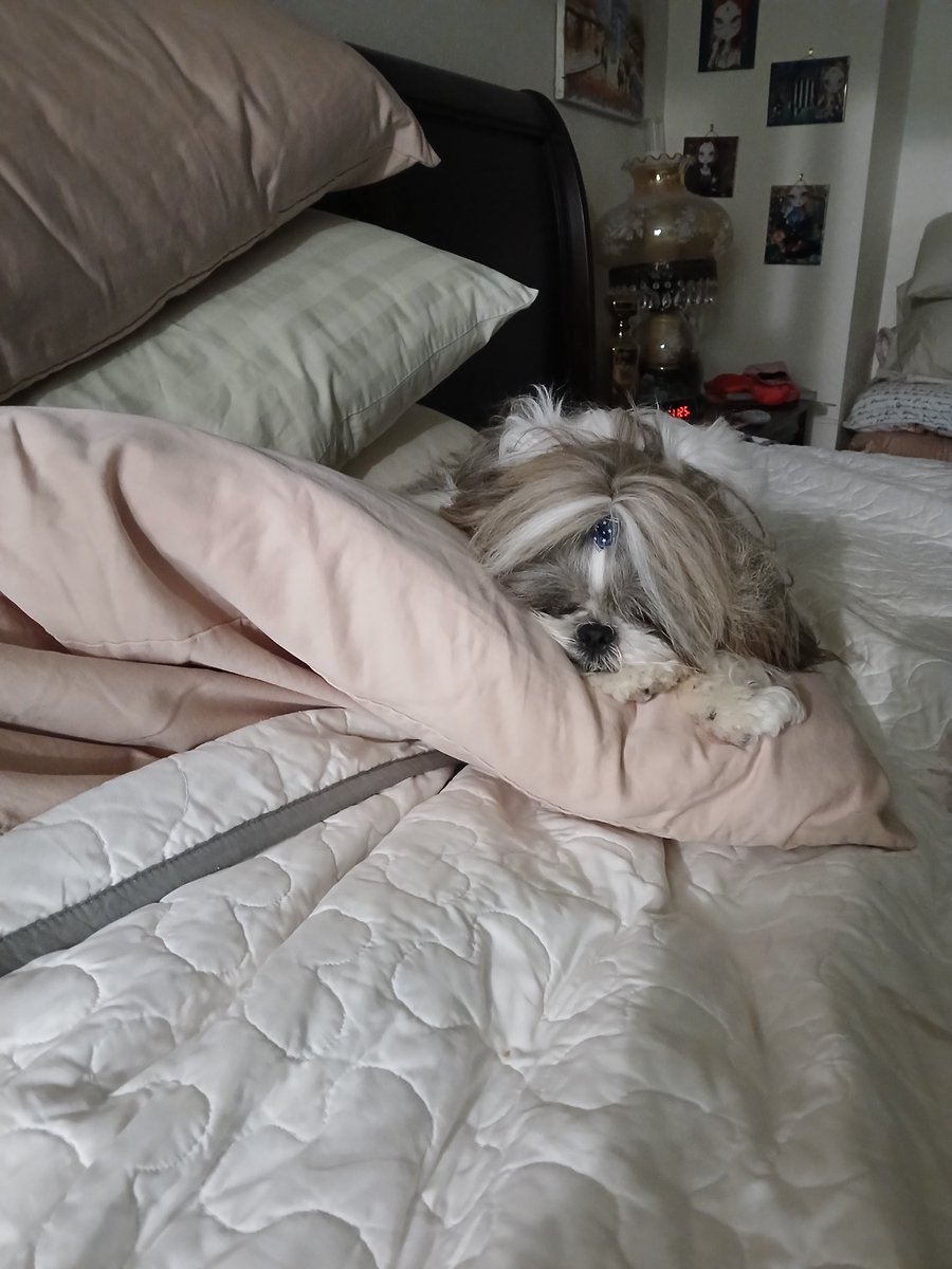 HeatherDodd6's tweet photo. Mommy me wantz ta stay in bed for a few more minutez. #ZSHQ #dogs #DogLovers #Cute #dogsoftwitter #shihtzu #dogday #dogsofX #DogoftheDay #MorningVibes #pupplaycommunity #saturdaymorning #snuggling https://t.co/uWYEUqjdui