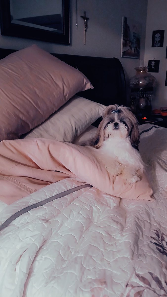HeatherDodd6's tweet photo. Mommy me wantz ta stay in bed for a few more minutez. #ZSHQ #dogs #DogLovers #Cute #dogsoftwitter #shihtzu #dogday #dogsofX #DogoftheDay #MorningVibes #pupplaycommunity #saturdaymorning #snuggling https://t.co/uWYEUqjdui