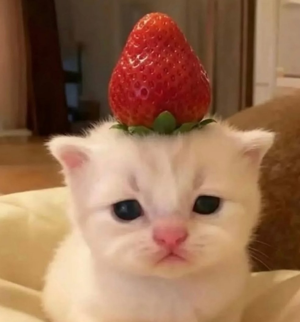Cat 🐈 tweet media