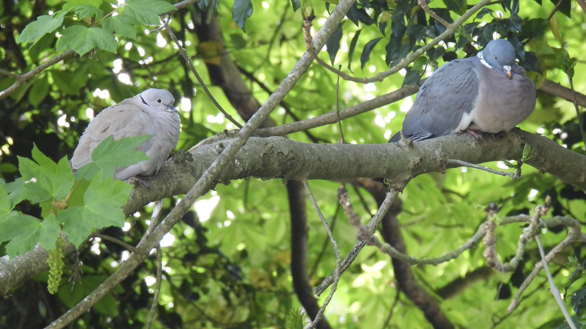 Palumbus_Pics's tweet photo. Woodie and a dove relaxing together #woodpigeon #collareddove #birds #naturephotography https://t.co/39LXSrI3IZ