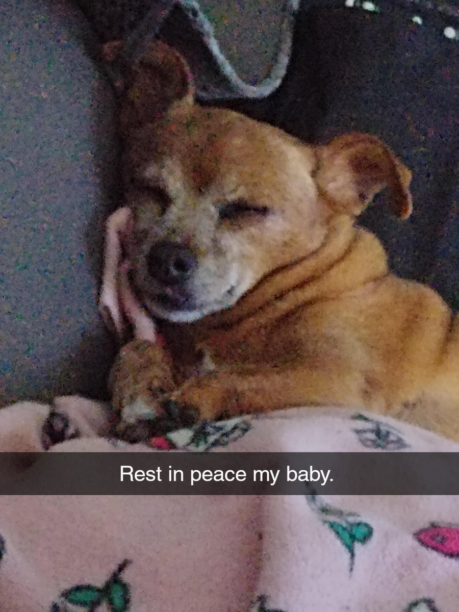 Melissa98599618's tweet photo. Today makes one year that my baby girl passed on, never forget that they have a short life but with a loving family they will feel like they lived forever. Rest in peace my spoiled princess 
#pet #dog #passing #oneyearanniversary https://t.co/ITDGdo3k2U