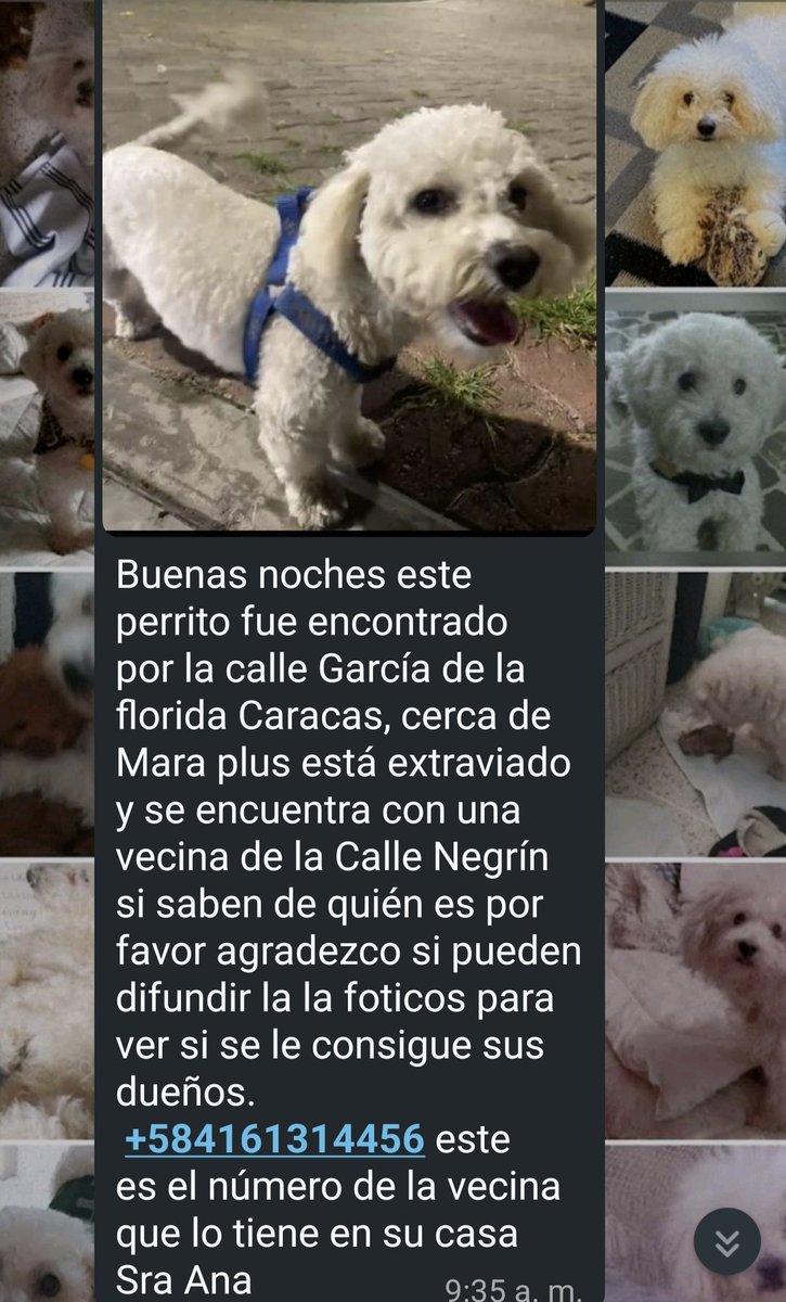 gracon27's tweet photo. #Caracas
#LaFlorida

Este hermoso perrito apareció por la Florida por la calle García.
Por favor 🙏🏻 vamos a difundir para encontrar a su familia.
Gracias🐶🤍🤍🤍🇻🇪🫂 https://t.co/Tv9UxMsEUj