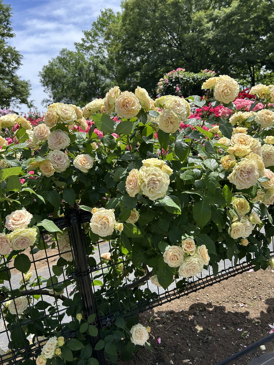 昨日はお天気いいので、世田谷区にある砧公園に薔薇を観に行って来まし