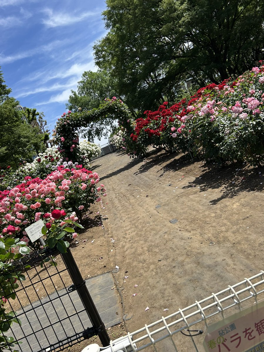 昨日はお天気いいので、世田谷区にある砧公園に薔薇を観に行って来まし