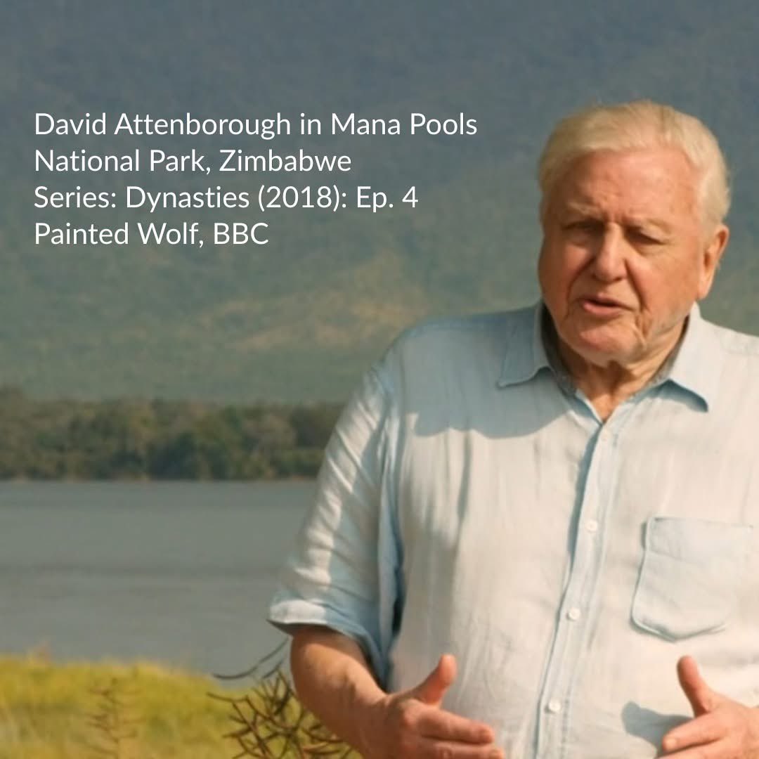 PTChimusoro's tweet photo. Sir David Attenborough has been to Zimbabwe a couple of times, and no doubt has helped showcase the beauty and rich wildlife and heritage of our motherland. We celebrate the centurion who’s helped bring awareness to conservation.

#TravelZimbabwe 
📸Credits: Great Zimbabwe Guide https://t.co/BFd8bzrh2y